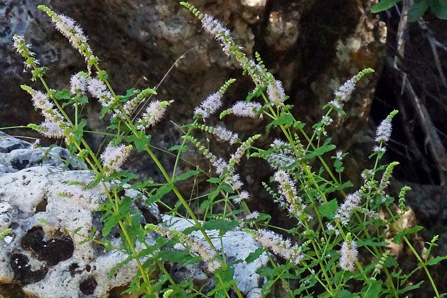Mentha suaveolens subsp. insularis